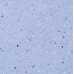 Маленькое фото Линолеум Tarkett iQ Zenith 704 (2.0 м)